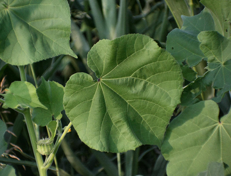 Abutilon theophrasti